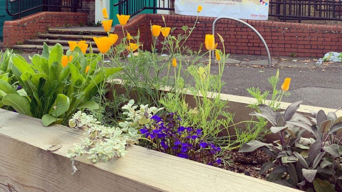 Poppies in raised flower bed