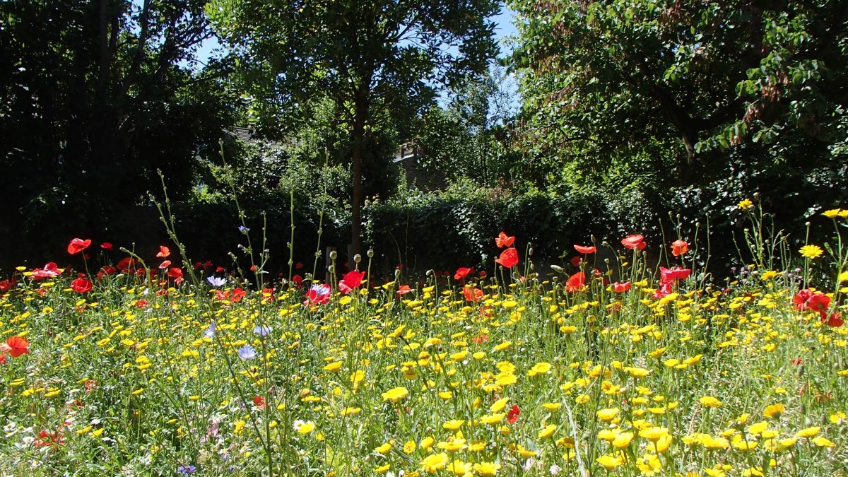 The Meadow in July