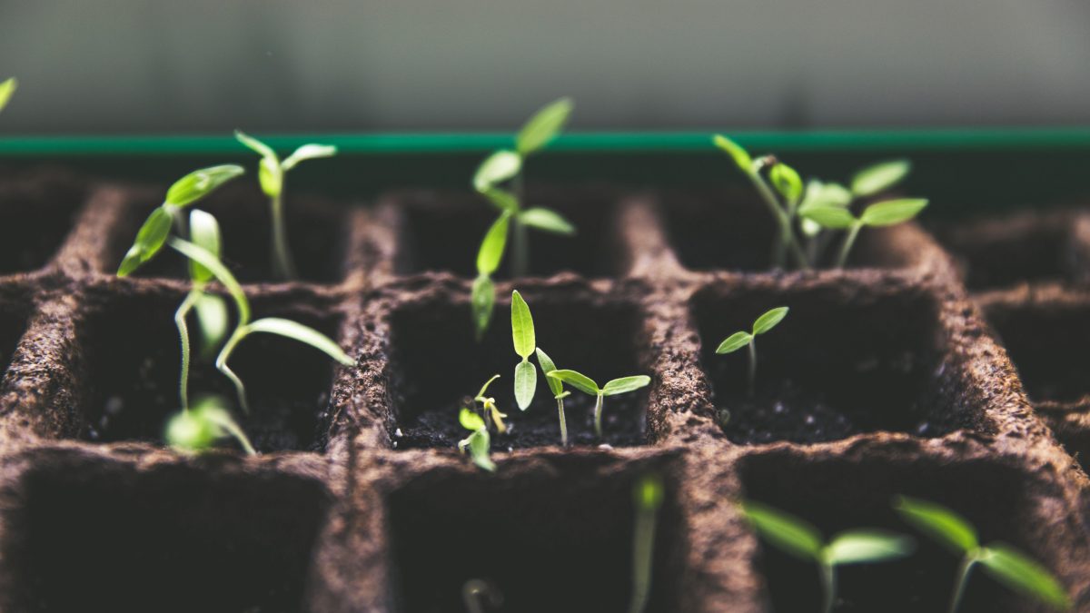 Seedlings