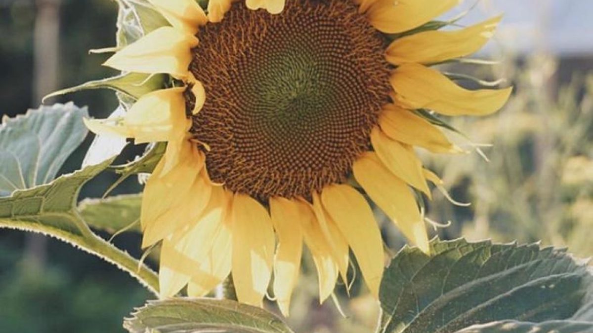 Sunflower