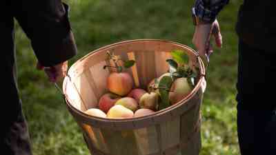 Apples carried in wood basket