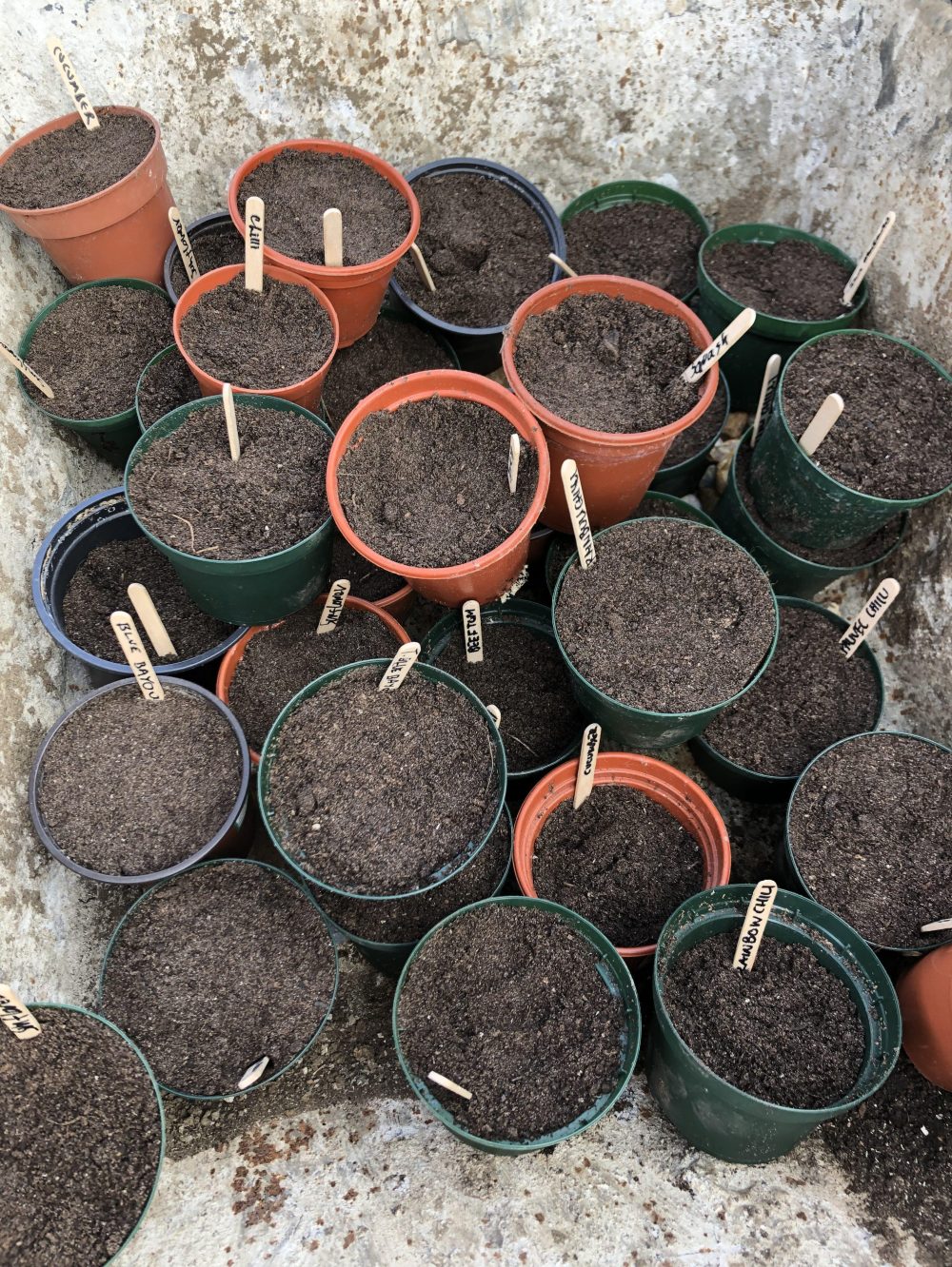 Labelled Plant Pots