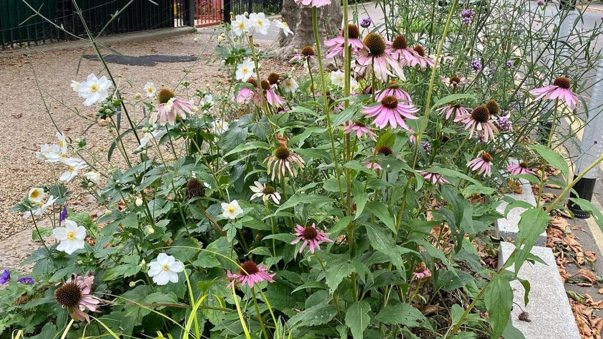 Echinacea