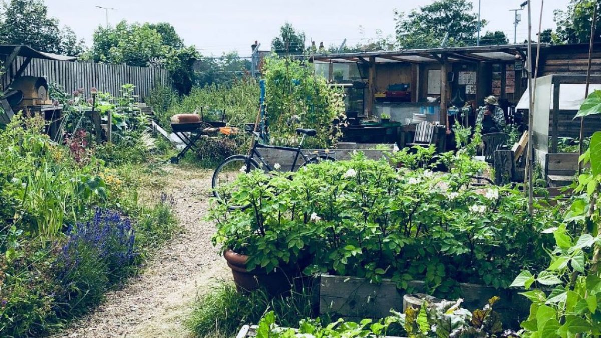 Church lane community garden