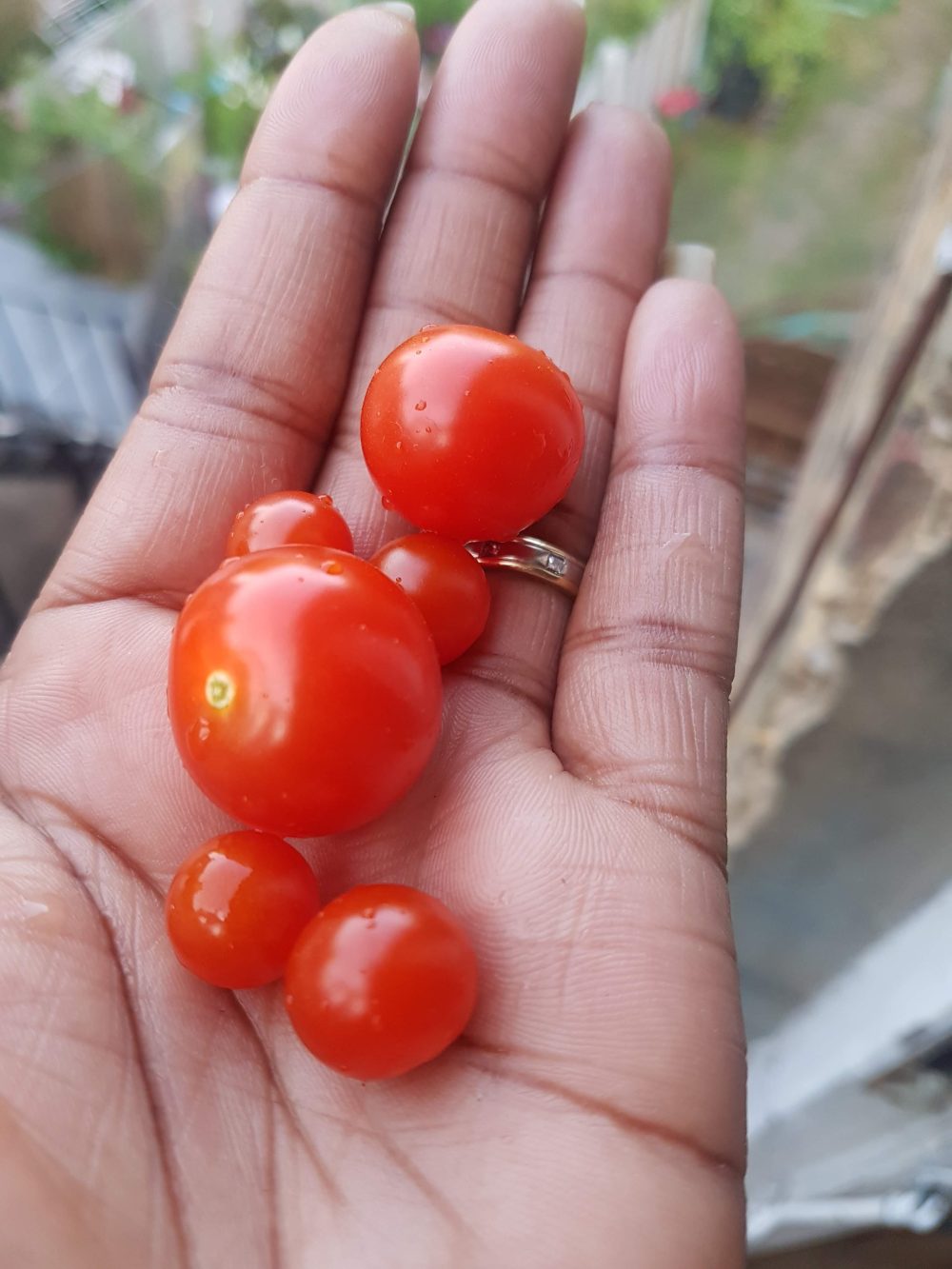 Tomatoes in hand
