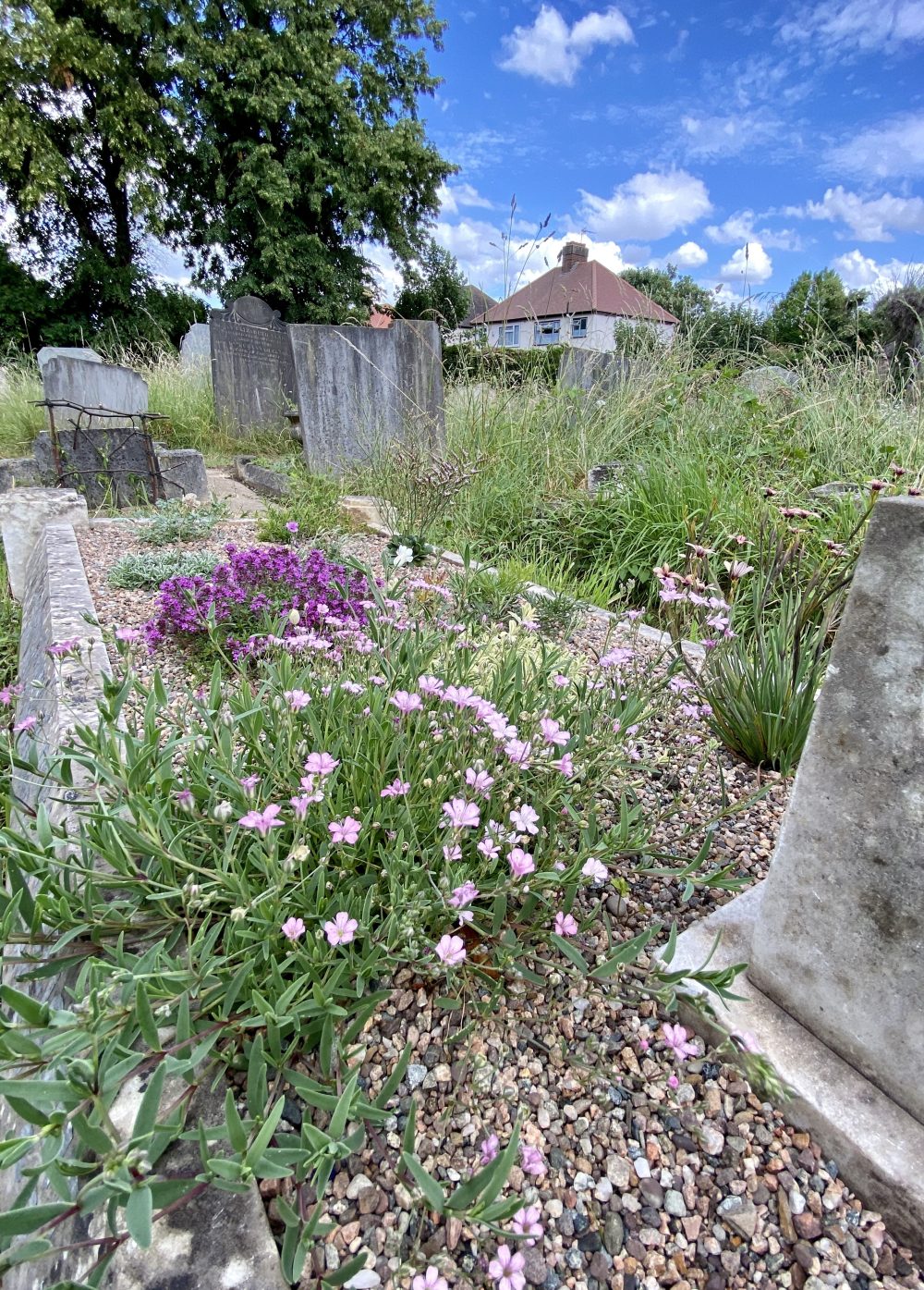 Flowers growing from grave