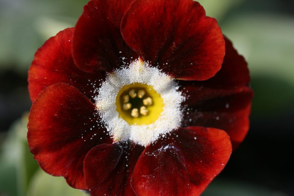 Auricula Dales Red