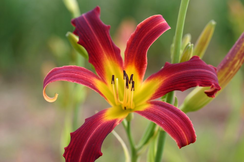 Hemerocallis Red Ribbons 4