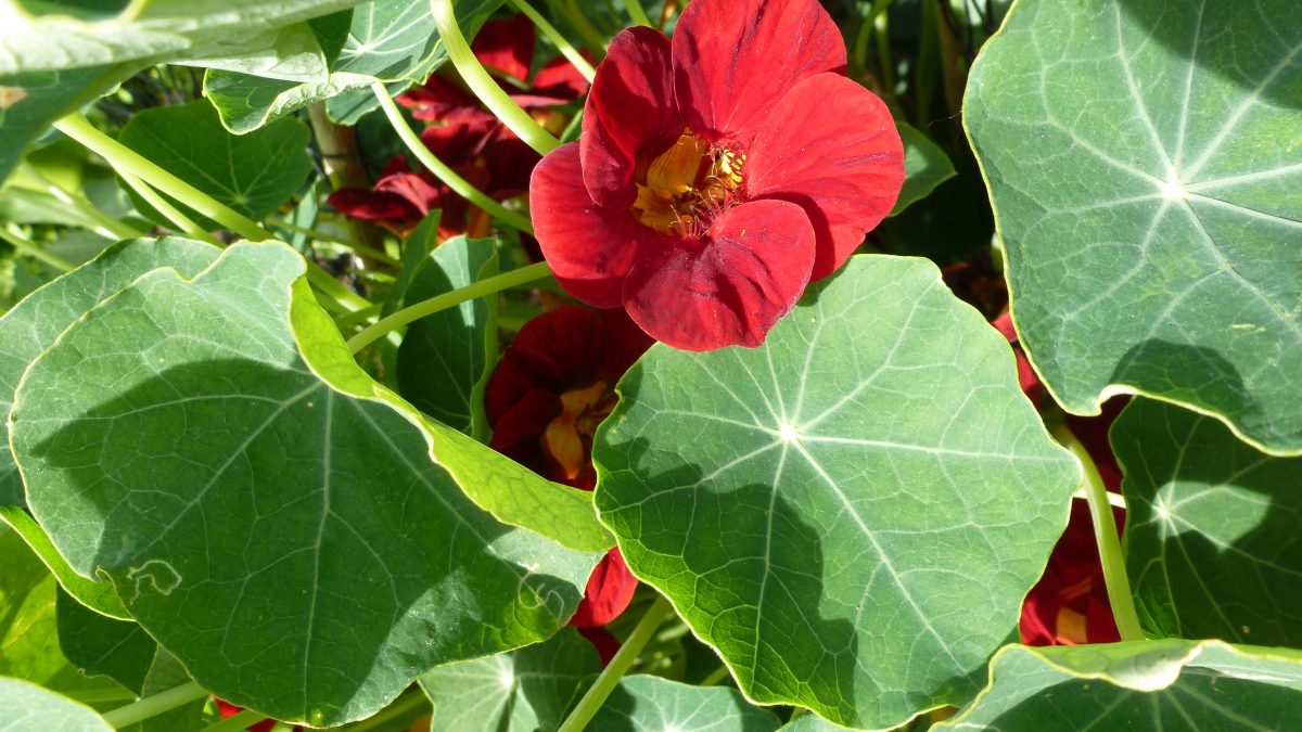 Nasturtium