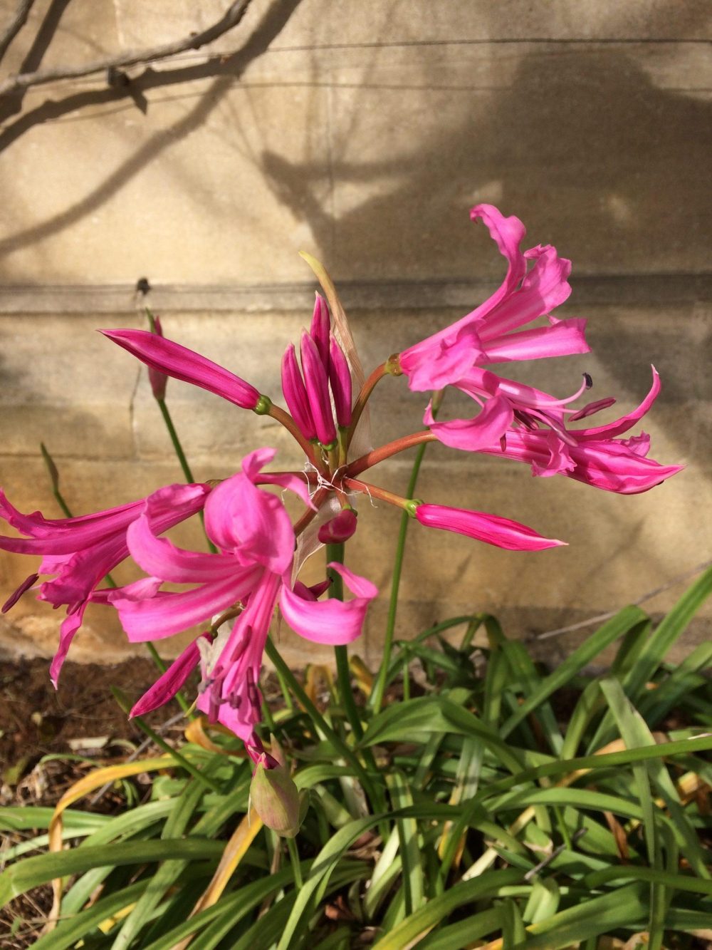 Nerine bowdenii