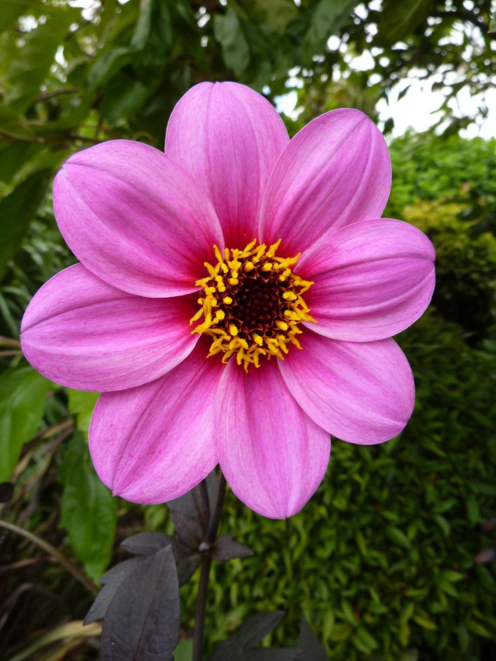 Dahlia Bishop of Canterbury