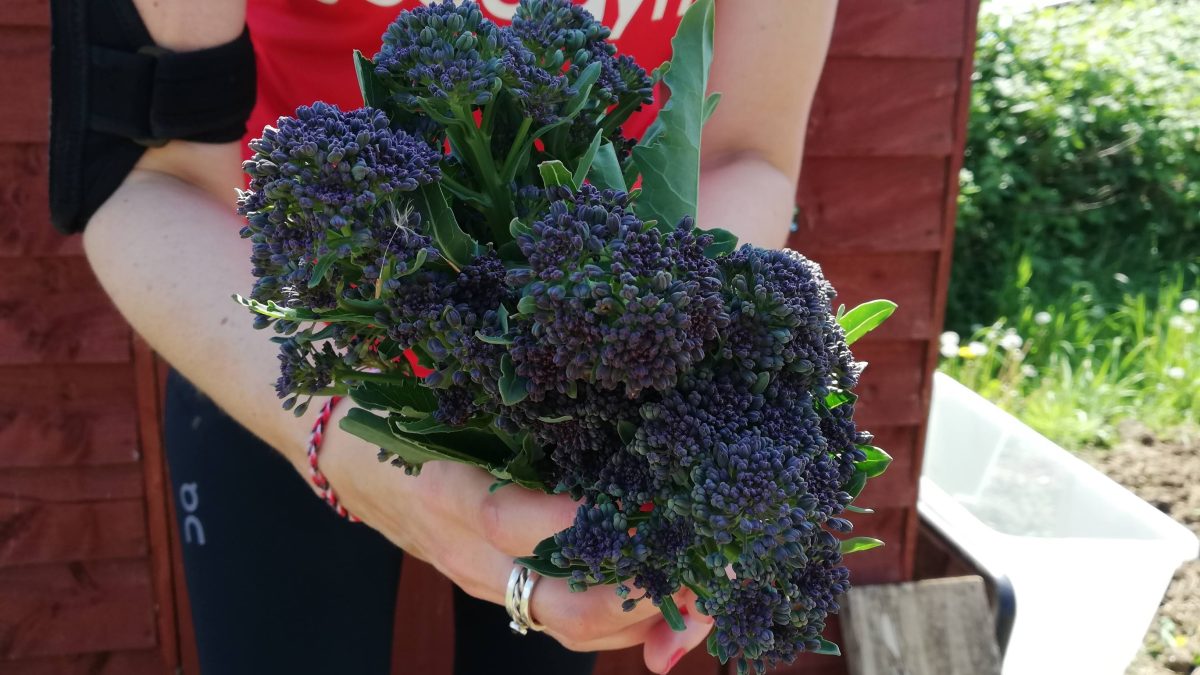 Fresh Purple Sprouting Broccoli