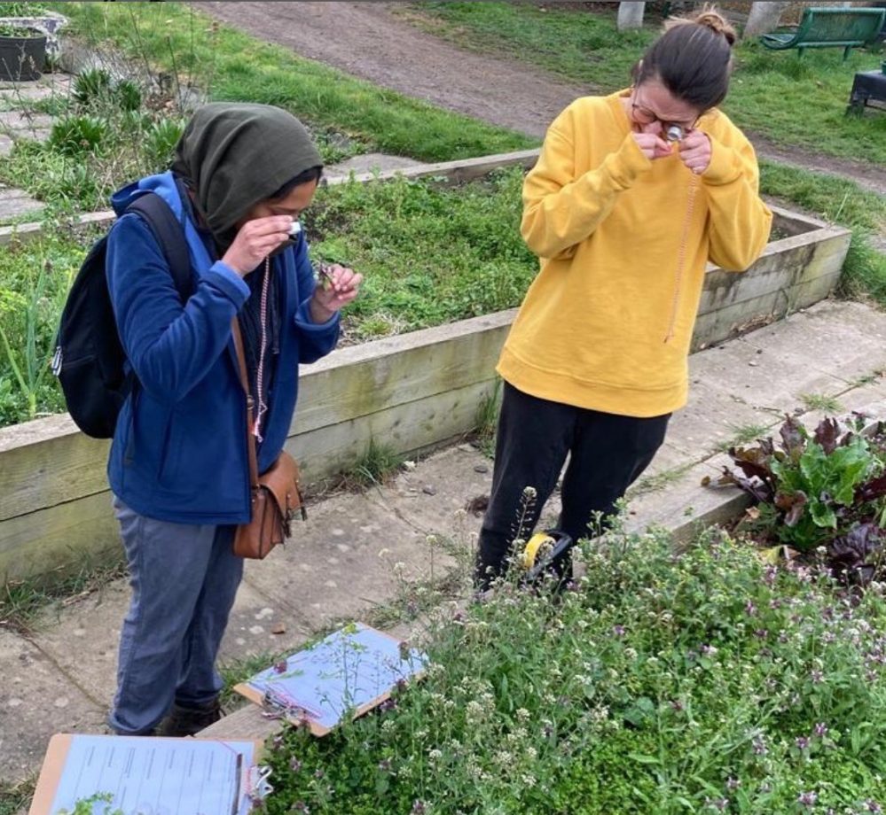 Wildflower identification with allotment wildlife group